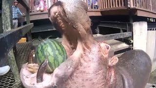 Hippos Devour Whole Watermelons in One Bite [upl. by Yarrum]