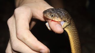 Venomous SNAKES of AUSTRALIA Uninhabited Rainforest [upl. by Theona]