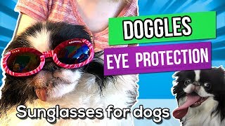 Doggles  Sunglasses for Dogs  Eye Protection for Lexi [upl. by Rab]