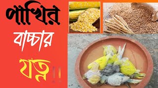 বাজরিগার পাখির বাচ্চার যত্ন। Bajrigar pakhir baccar jotno [upl. by Aube]