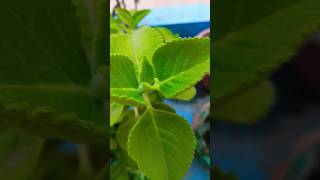 mexican mint benefit herbalplants gardening plants garden [upl. by Hackathorn]