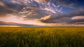 Relaxing wind on the wheat field🌾🌾🌾 [upl. by Nawed81]