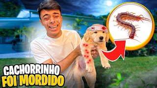 MEU CACHORRINHO FOI MORDIDO POR UM BICHO VENENOSO😱 será que ele vai ficar bem😓 [upl. by Woolson65]