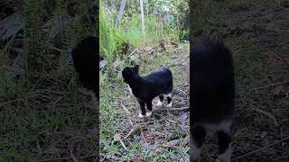 afternoon walk with tux the cat [upl. by Suriaj]