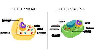 La cellule unité de base des vivants partie 1  les cellules animales et végétales [upl. by Wei474]