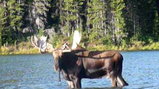 Huge bull moose grunting in lake  Glacier National Park Sept 09 [upl. by Ellebana]