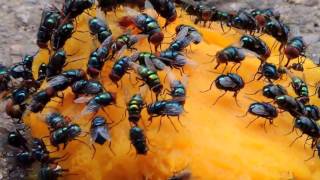 Insectos de Venezuela  Moscas de Barinas  Calliphoridae  Chrysomya megacephala [upl. by Ewens]