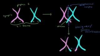 Genetic Recombination 1 [upl. by Philipps739]