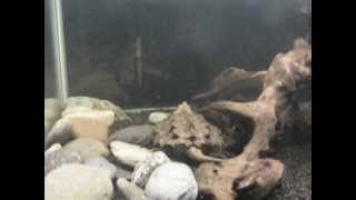 New 150 Gallon Alligator Snapping Turtle setup [upl. by Aivek615]