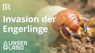 Maikäfer Invasion der Engerlinge  Unser Land  BR Fernsehen [upl. by Scribner]