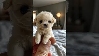 Adorable Tiny Dog Balances on a Finger  Irresistibly Cute [upl. by Neemsay]