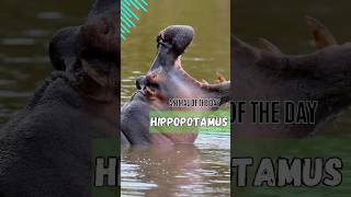 HIPPOPOTAMUS  ANIMAL OF THE DAY 8 [upl. by Vanhook]