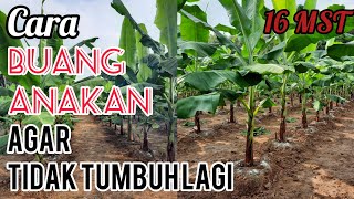 Perawatan Pisang Cavendish Umur 16 MST  Buang anakan amp Pemupukan [upl. by Drahsar]