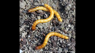 Wireworm Click Beetle  Watch for this in your gardens [upl. by Artemas]