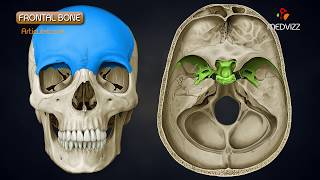 Anatomy of Frontal Bone  Animated Osteology  MBBS 1st year [upl. by Gavette]