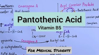 Pantothenic Acid  Functions Dietary Sources Deficiency Manifestations [upl. by Zebapda]