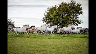 The Majestic Connemara Pony  Connemara Pony Breeders Society [upl. by Nosimaj216]