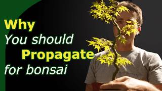 Propagation Techniques for Bonsai  Benefits and Drawbacks of Seed Cuttings and Airlayers [upl. by Enelrats]