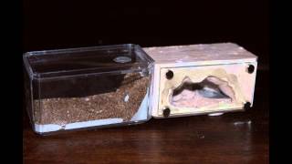 The Mini Hearth Formicarium [upl. by Nois]