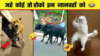 🤣😜 इन जानवरों से पंगा ना बाबा ना  Funny Animal Videos 2023  Part 8 [upl. by Marelda662]