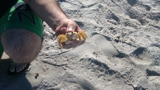 Catching Crabs in Cocoa Beach  Florida [upl. by Nooj]