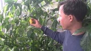 Growing Hot Manzano Peppers that Can Survive a Light Freeze [upl. by Lindeberg507]