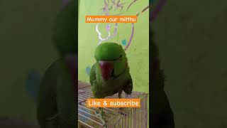 Mummy aur mitthu parrot indianringneck ringnecktalking ringnickparrot shorts [upl. by Ileak281]