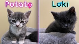 Kittens Growing Up 13 Months [upl. by Yessac]