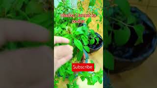 Niazbo  Jannat ka plant plants gardening jannat shortsfeed trending terracegardening [upl. by Gnem238]