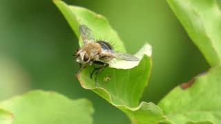 Tachinid Fly on Elliottia Leaf [upl. by Cila]