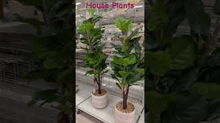 Tall House Plants [upl. by Aleik]