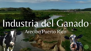 INDUSTRIA LECHERA 🚜🐄 GANADEROS DE PUERTO RICO Arecibo Puerto Rico🇵🇷 [upl. by Aivato561]