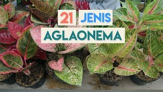 JENISJENIS TANAMAN HIAS AGLAONEMA  AGLONEMA [upl. by Fauman]