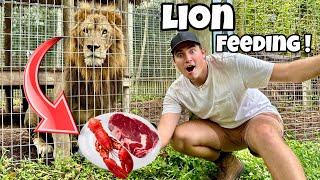 FEEDING LION PRIDE STEAK AND LOBSTER DINNER  WILL THEY LIKE IT [upl. by Bernardi]