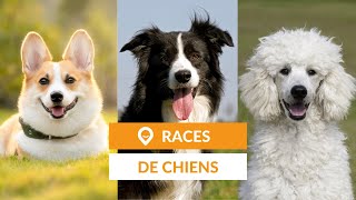 Liste des races de chiens Guide [upl. by Nottage]