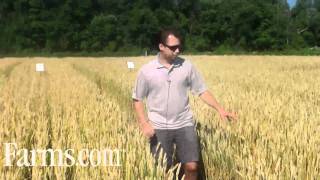 Agronomy Video Wheat Disease Control on Septoria Powdery Mildew [upl. by Mandeville]