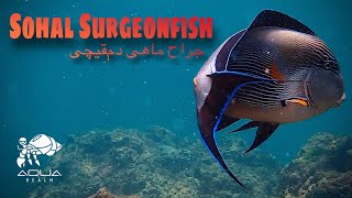 Sohal Surgeonfish Acanthurus sohal 🐟 جراح ماهی دم‌قیچی [upl. by Aisat]