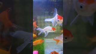 New fish tankkoi goldfish redcapgoldfish [upl. by Oriole]