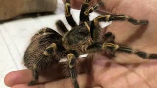 Handling Chaco Golden knee Tarantula [upl. by Egdirdle206]