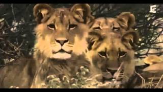 Les Lions Dans La Nuit  Un Monde Secret Doc Animaux sqauadf4tihwn2 [upl. by Enitsirhc]