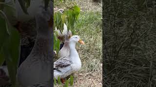 Watching our Silver Appleyard Ducks in the mornings is so relaxing [upl. by Quickel615]