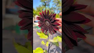 Hummingbird Loving these chocolate sunflowers  amazing hummingbird sunflower [upl. by Gamal]