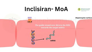 Inclisiran  MoA and Side effects  SiRNA therapy to treat Hypercholestrolemia  PCSK9 Inhibitor [upl. by Jocko]