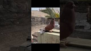 High flying tumbler pigeons kabootar pigeon birds pets chirimiri kabootarbazi birds attitude [upl. by Sheeb]