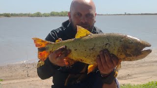 PESCA en Rio Ibicuy LA ARGENTINA BOGAS AMARILLOS DORADOS [upl. by Annad547]