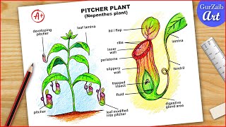 Pitcher Plant Diagram Drawing CBSE  nepenthes Labelled diagram easy  step by step [upl. by Kevyn]