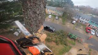 Professional Arborist FAILS of 2022 [upl. by Aerdnwahs928]