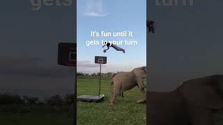 Its no longer funny viralvideo elephant jump excercise viralshorts funny [upl. by Artek929]