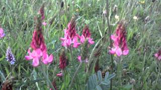 Sainfoin [upl. by Gemoets385]