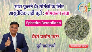 सोमकल्प लता के फायदे और प्रयोग विधि  Ephedra gerardiana in hindi  सोमलता 86 [upl. by Notirb]